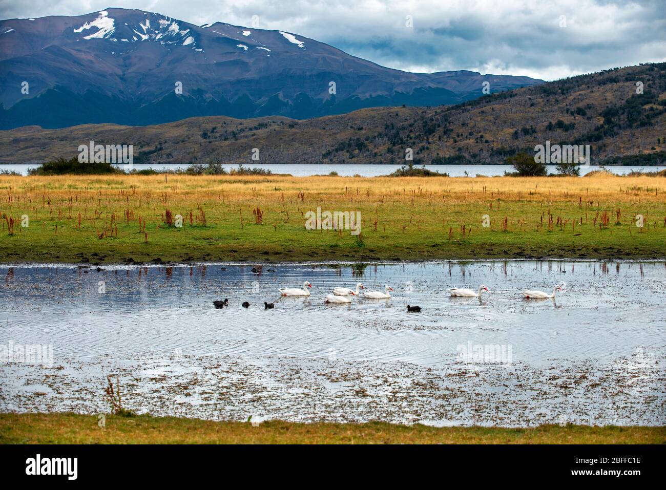 Sheldgoose ducks or Chloephaga or Magellan goose in Pehoe lake in Torres del Paine National Park Puerto Natales, Ultima Esperanza Province, Patagonia, Stock Photo