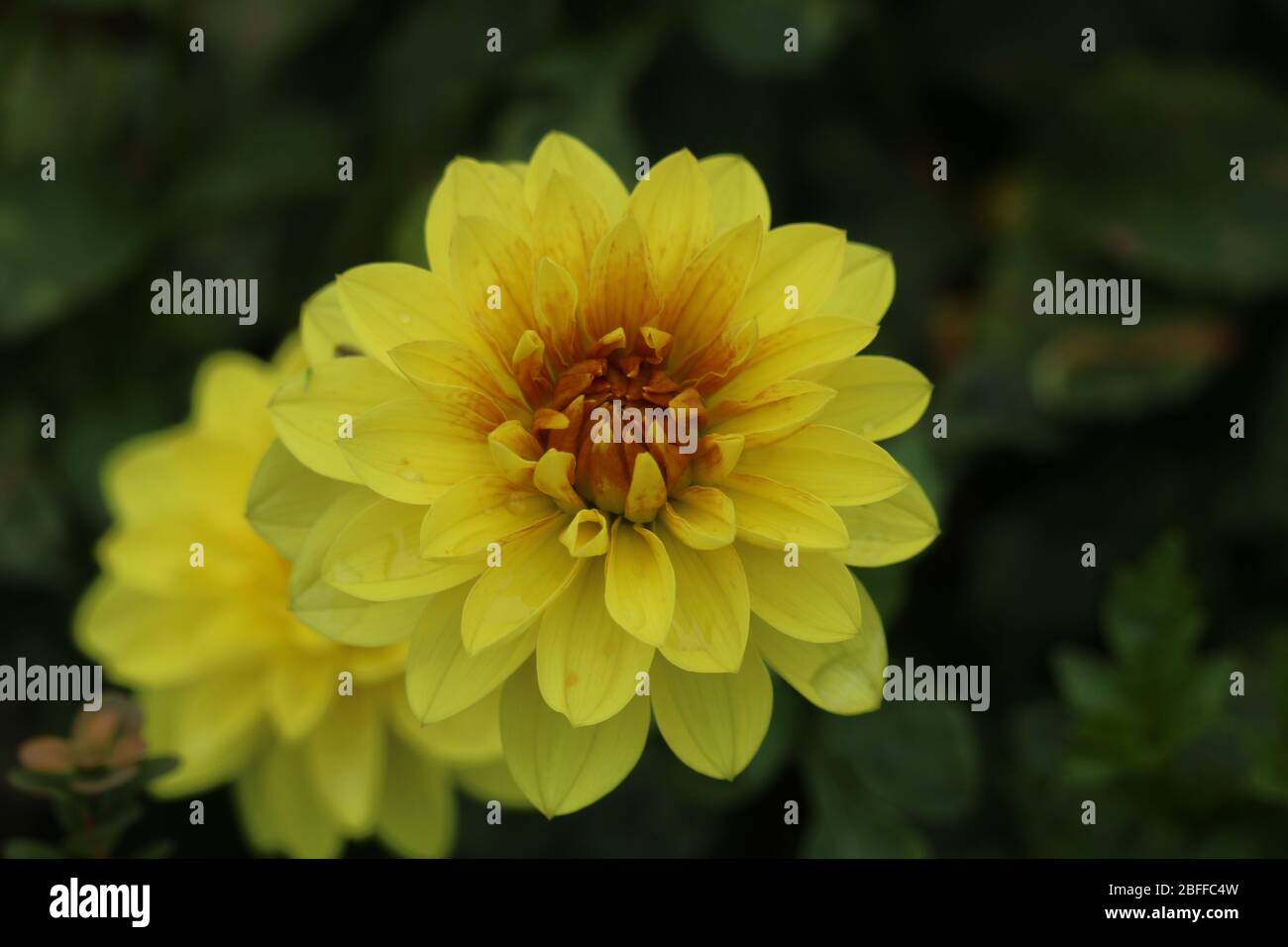 Yellow flower in autumn Stock Photo