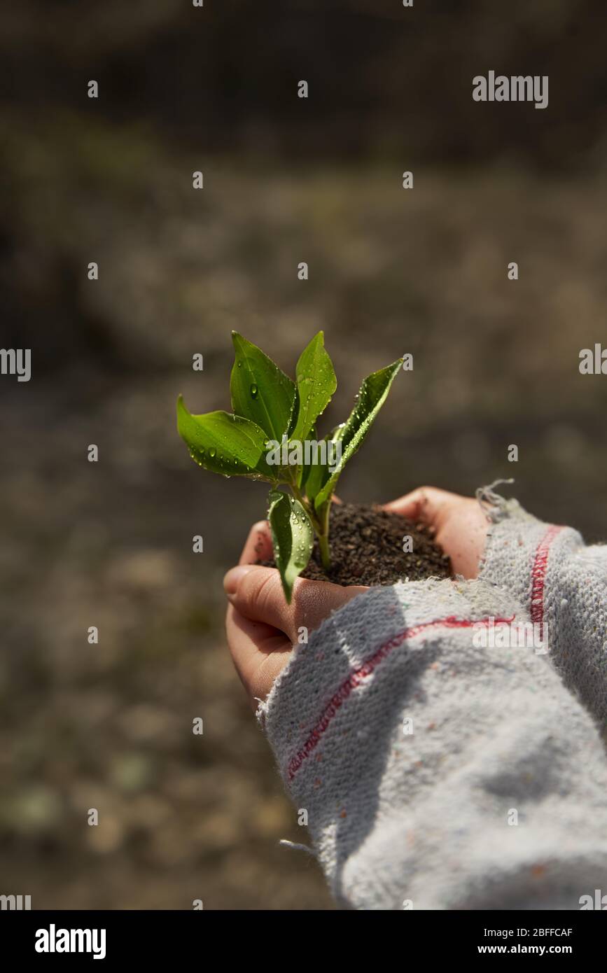 Little Tree Seedling In Hand High Resolution Stock Photography And Images Alamy