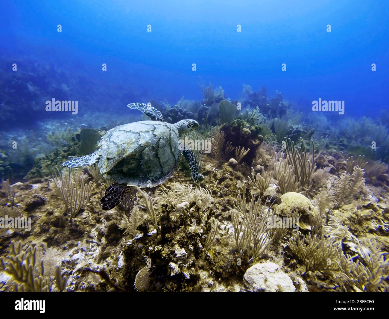 Green sea Turtle Caribbean sea surface diving in Cancun Riviera Maya, Yucatan Peninsula, Quintana Roo, Caribbean Coast, Mexico Stock Photo