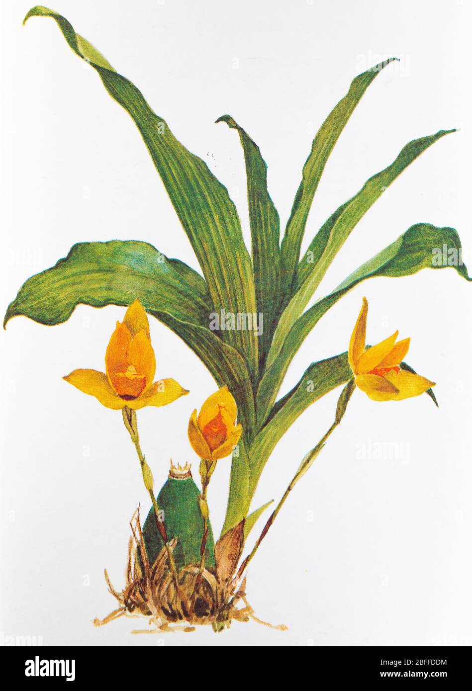 Lycaste aromatica, sweet scented lycaste, orchid flower, Soviet postcard illustration, 1988 Stock Photo