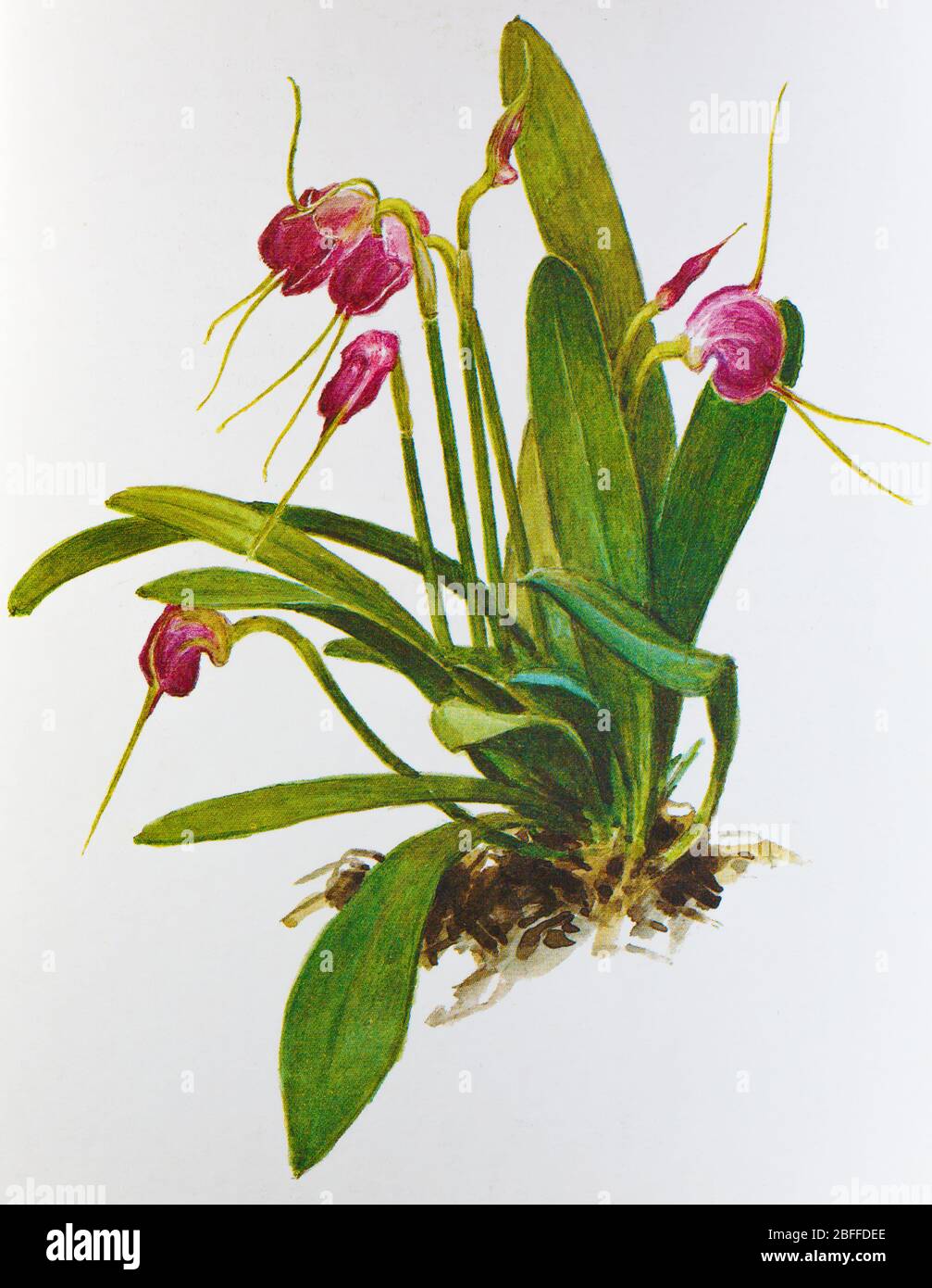 Masdevallia infracta, orchid flower, Soviet postcard illustration, 1988 Stock Photo