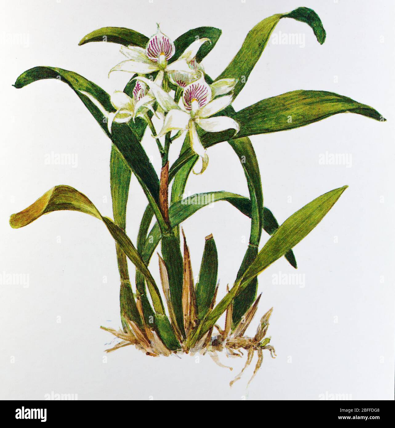 Epidendrum fragrans, Prosthechea fragrans, orchid flower, Soviet postcard illustration, 1988 Stock Photo