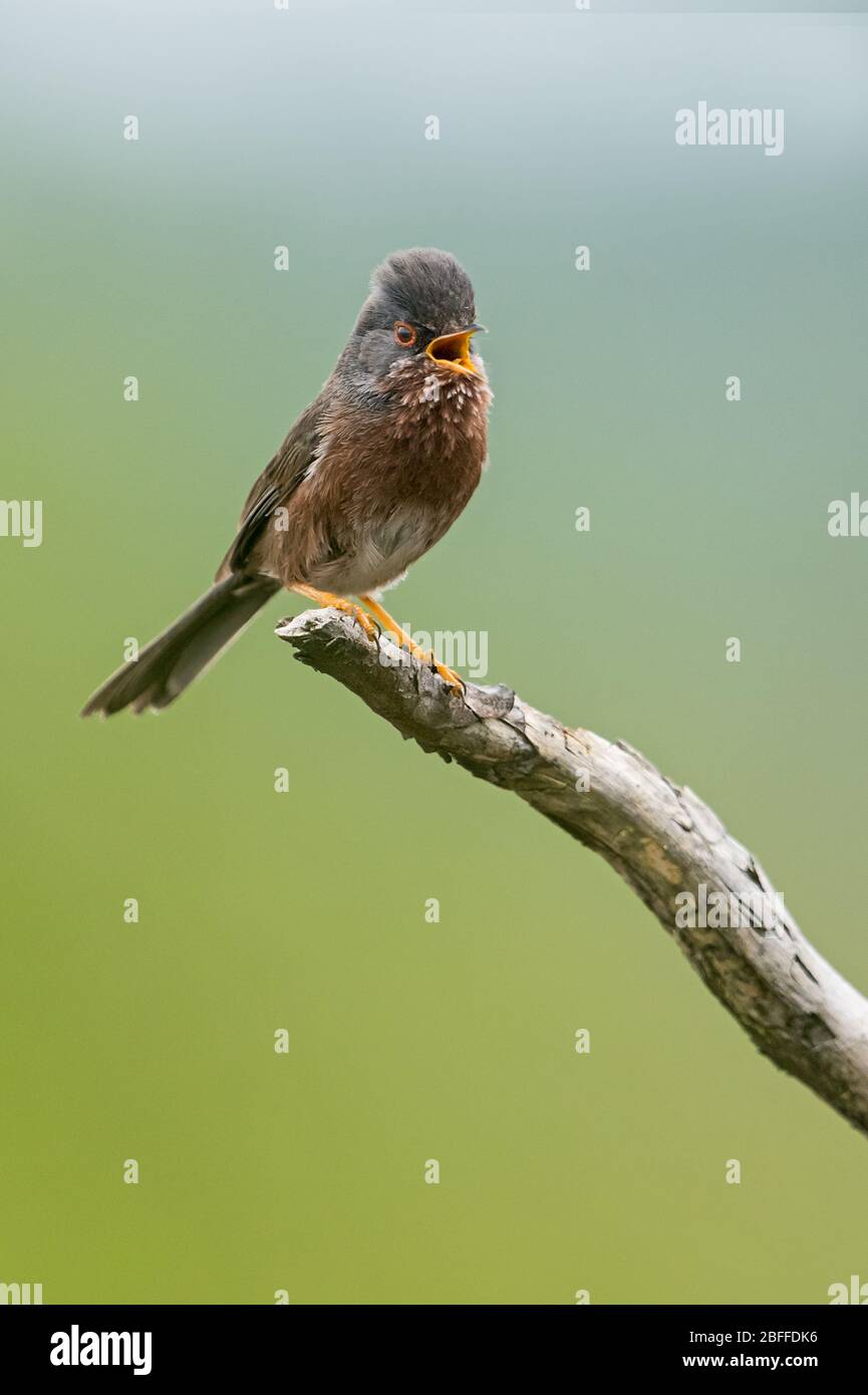 Dartford warbler, Surrey, UK Stock Photo