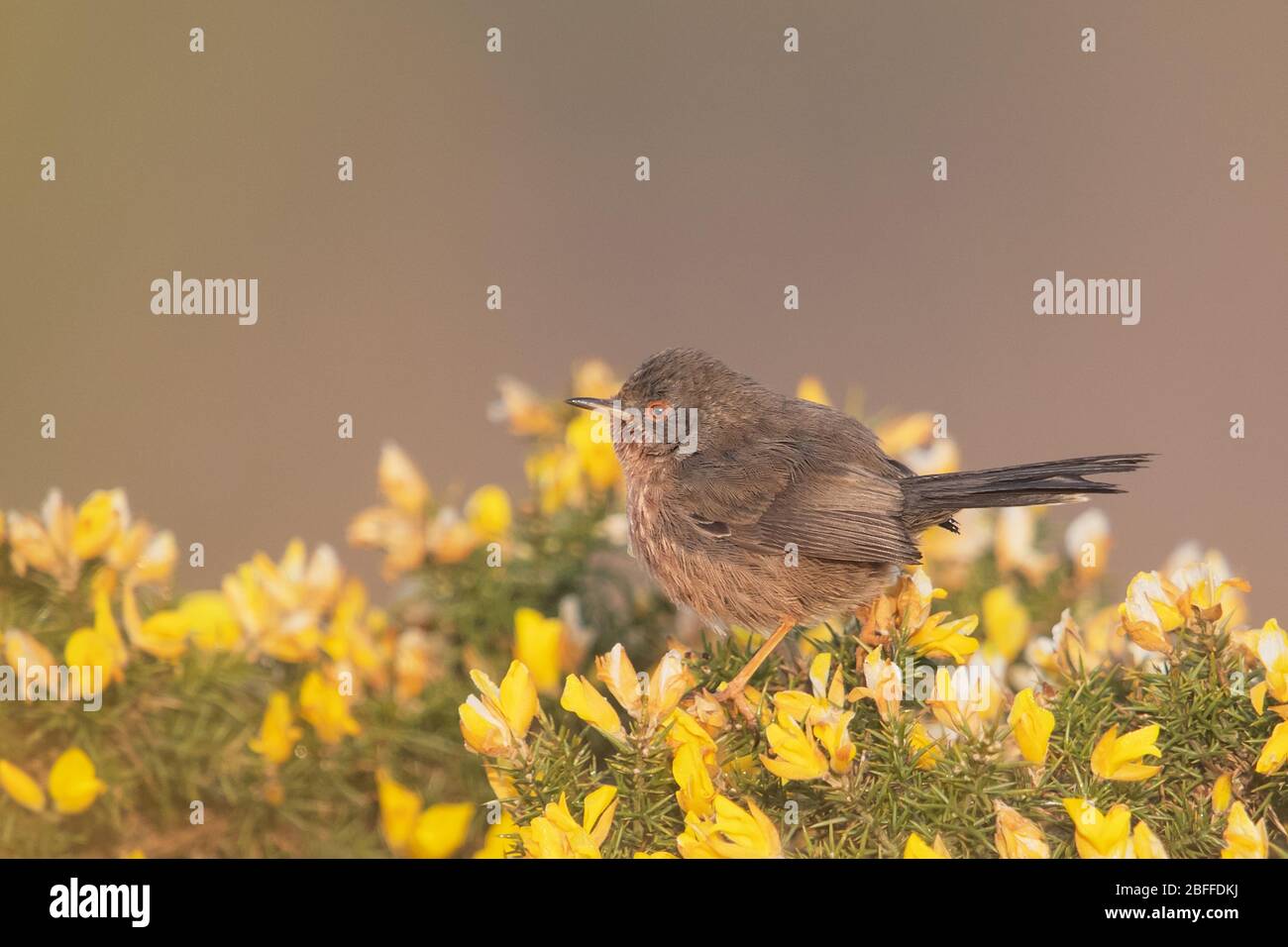 Dartford warbler, Surrey, UK Stock Photo