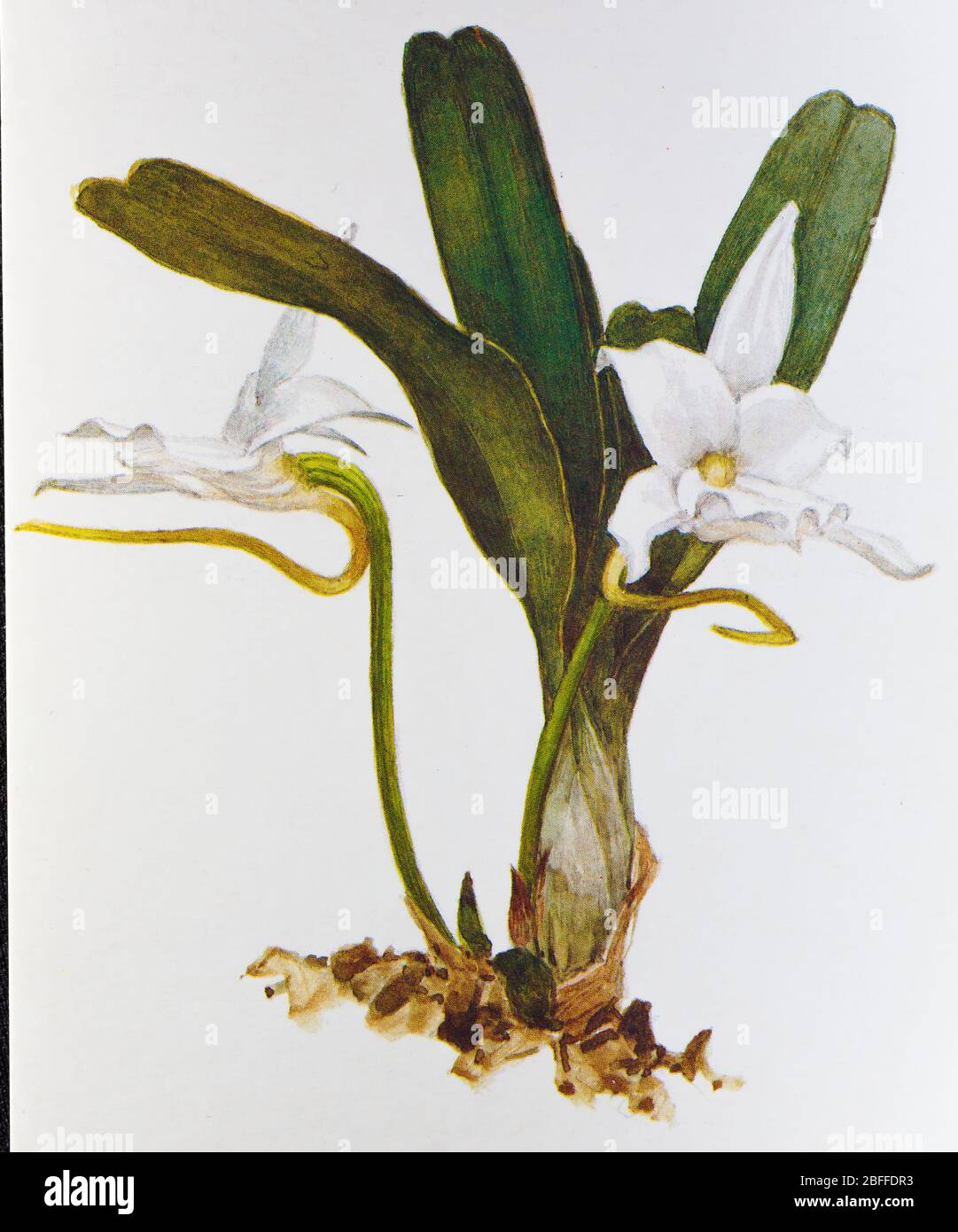 Angraecum, comet orchid flower, Soviet postcard illustration, 1988 Stock Photo