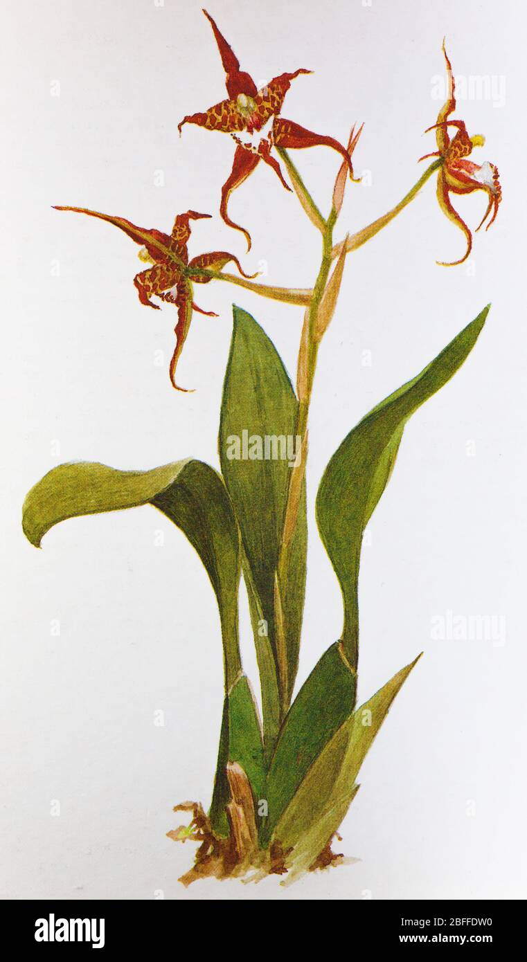 Odontoglossum, orchid flower, Soviet postcard illustration, 1988 Stock Photo