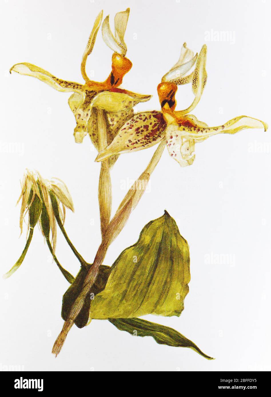 Stanhopea oculata, orchid flower, Soviet postcard illustration, 1988 Stock Photo