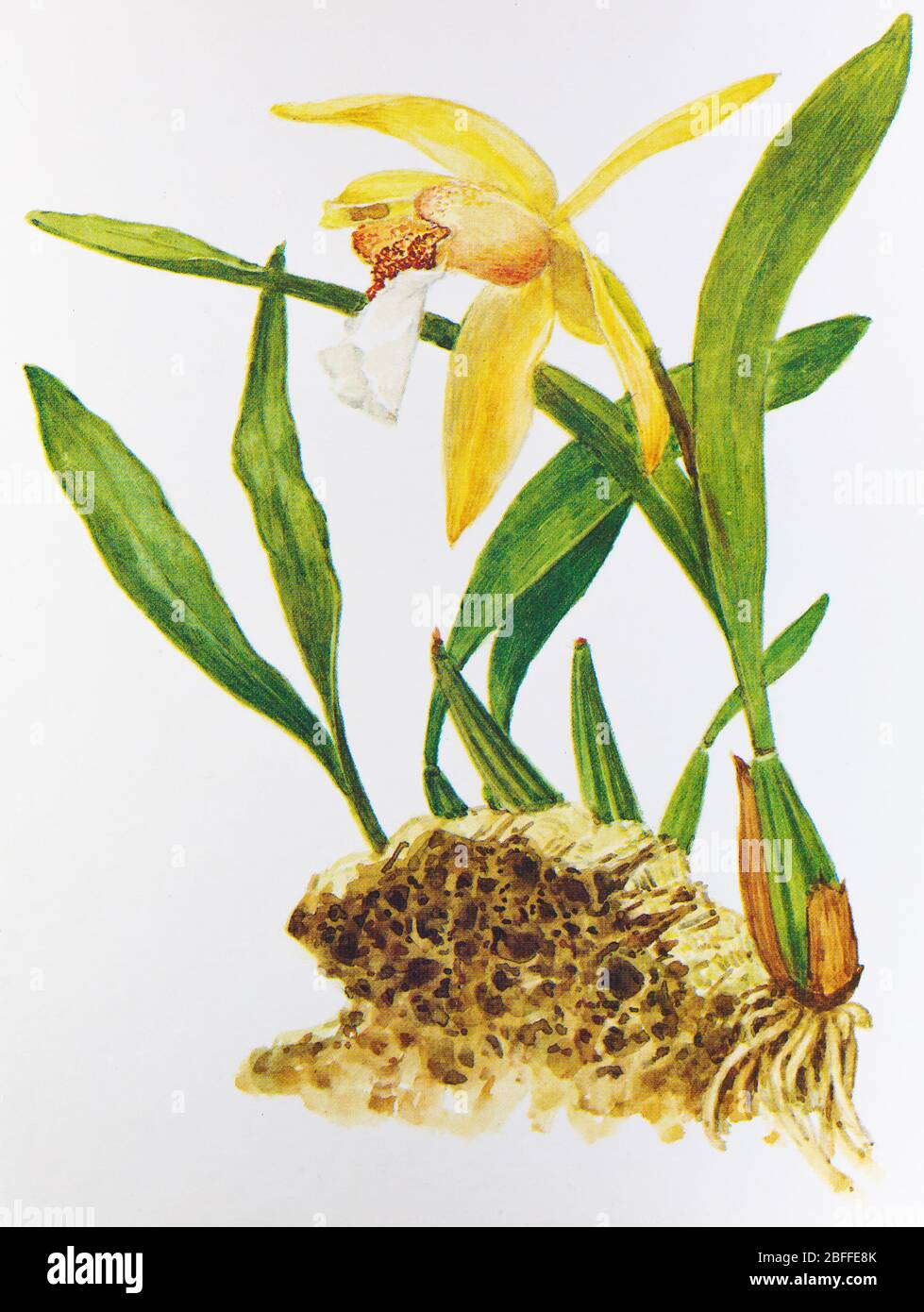 Coelogyne lawrenceana, orchid flower, Soviet postcard illustration, 1988 Stock Photo