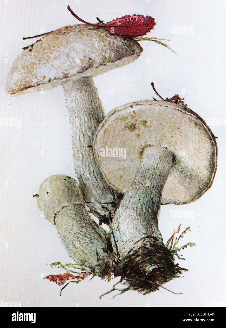 Leccinum percandidum mushroom Stock Photo