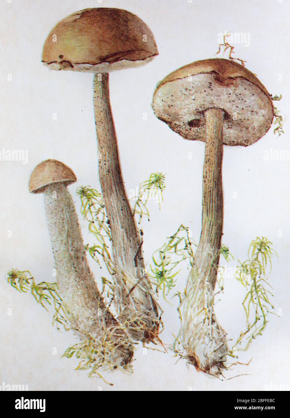 Leccinum holopus, white birch bolete, white bog bolete, ghost bolete mushroom Stock Photo