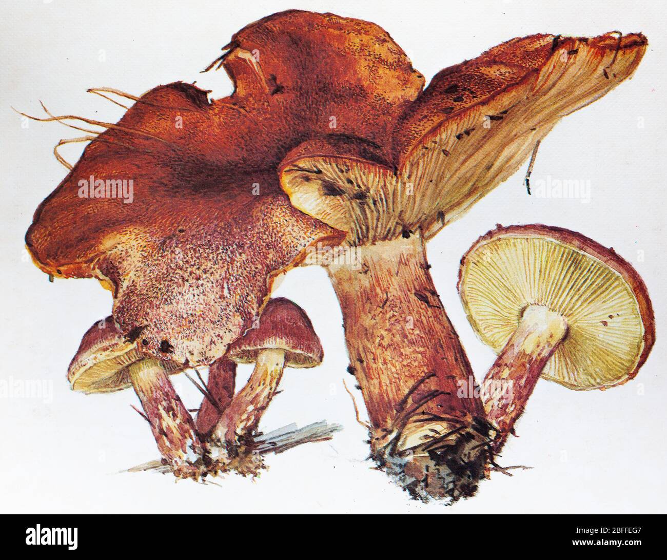 Tricholomopsis rutilans, Plums and Custard, Redhaired agaric, mushroom