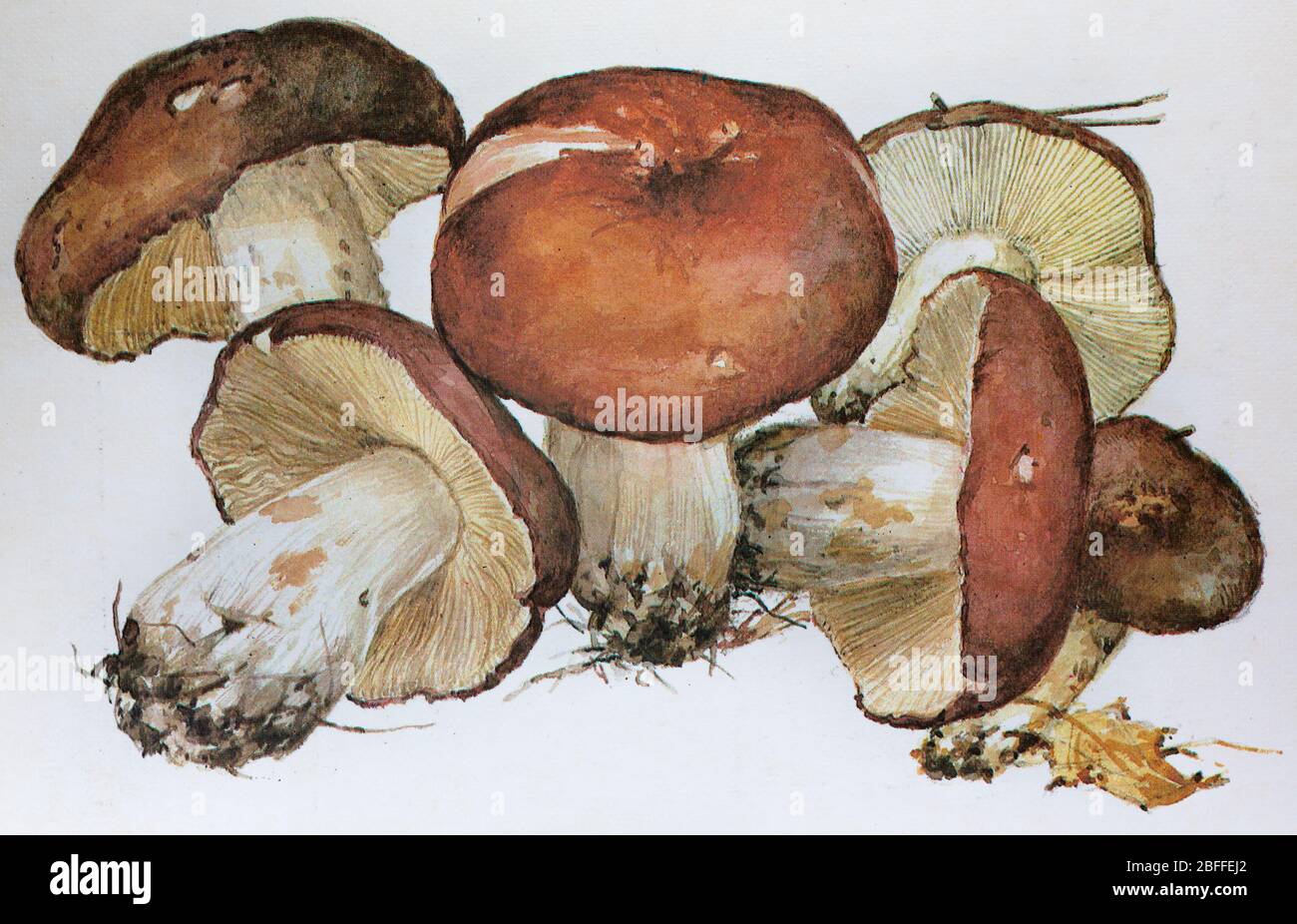 Russula cyanoxantha, Russula xyanoxantha, charcoal burner mushroom