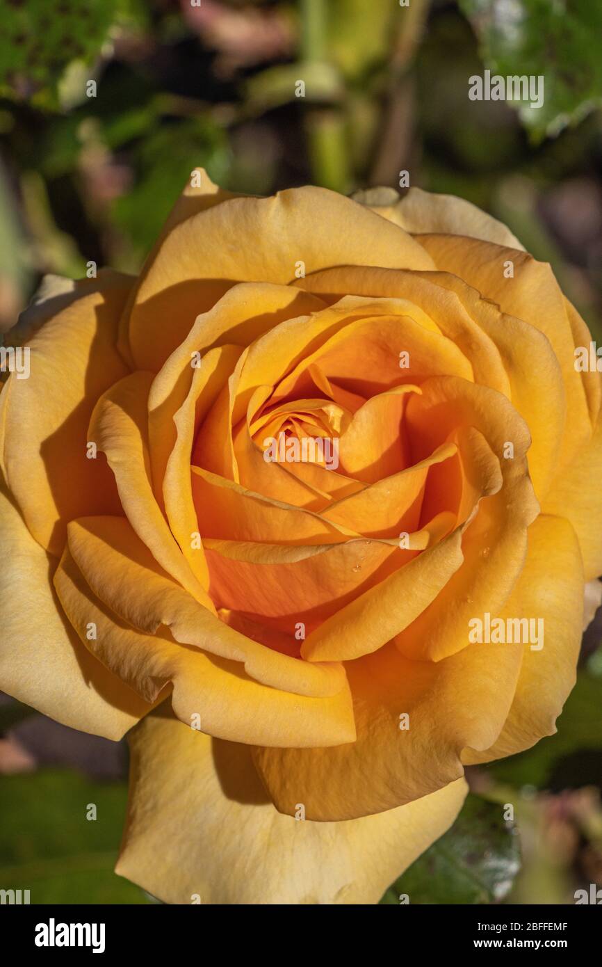 Rose and nature amber hires stock photography and images Alamy
