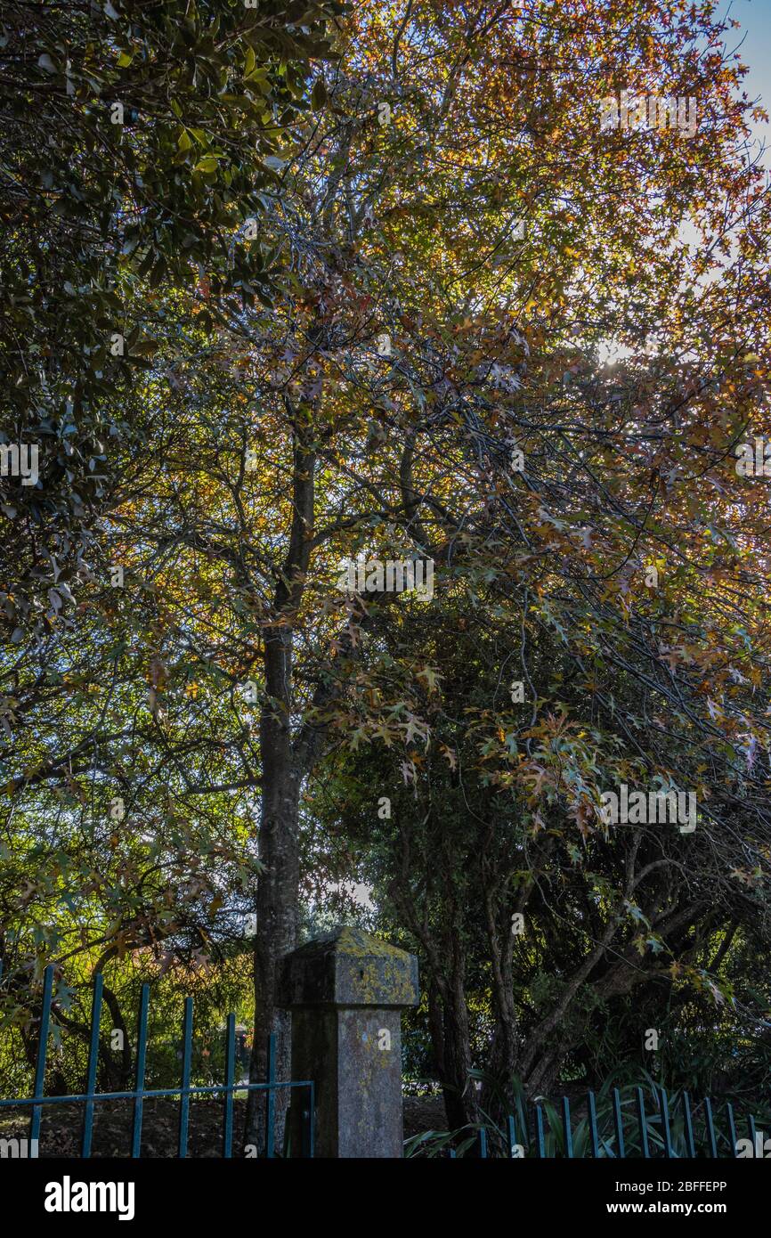 Changing tree colours hi-res stock photography and images - Alamy