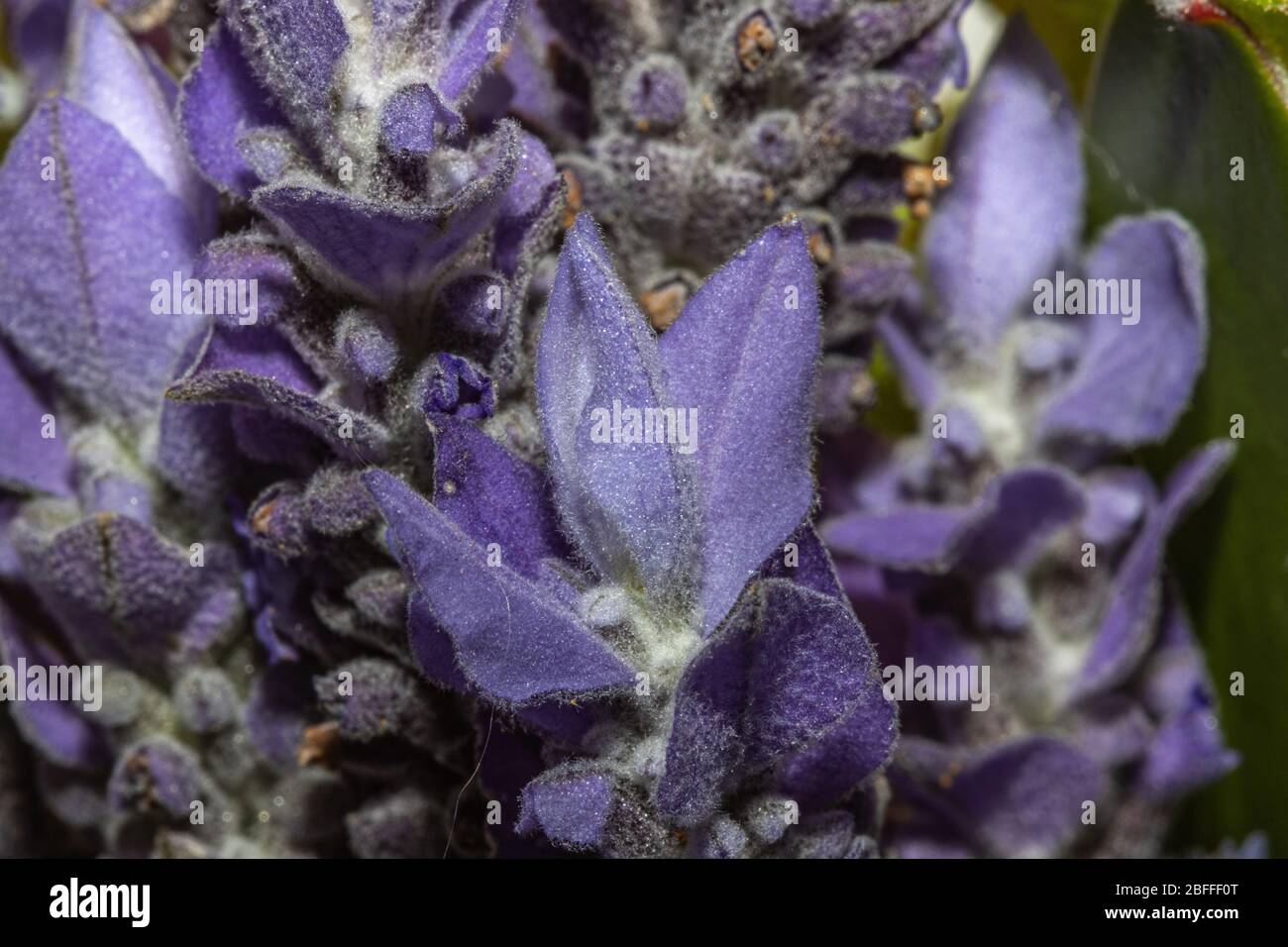 Macro of Lavender Flowers Stock Photo