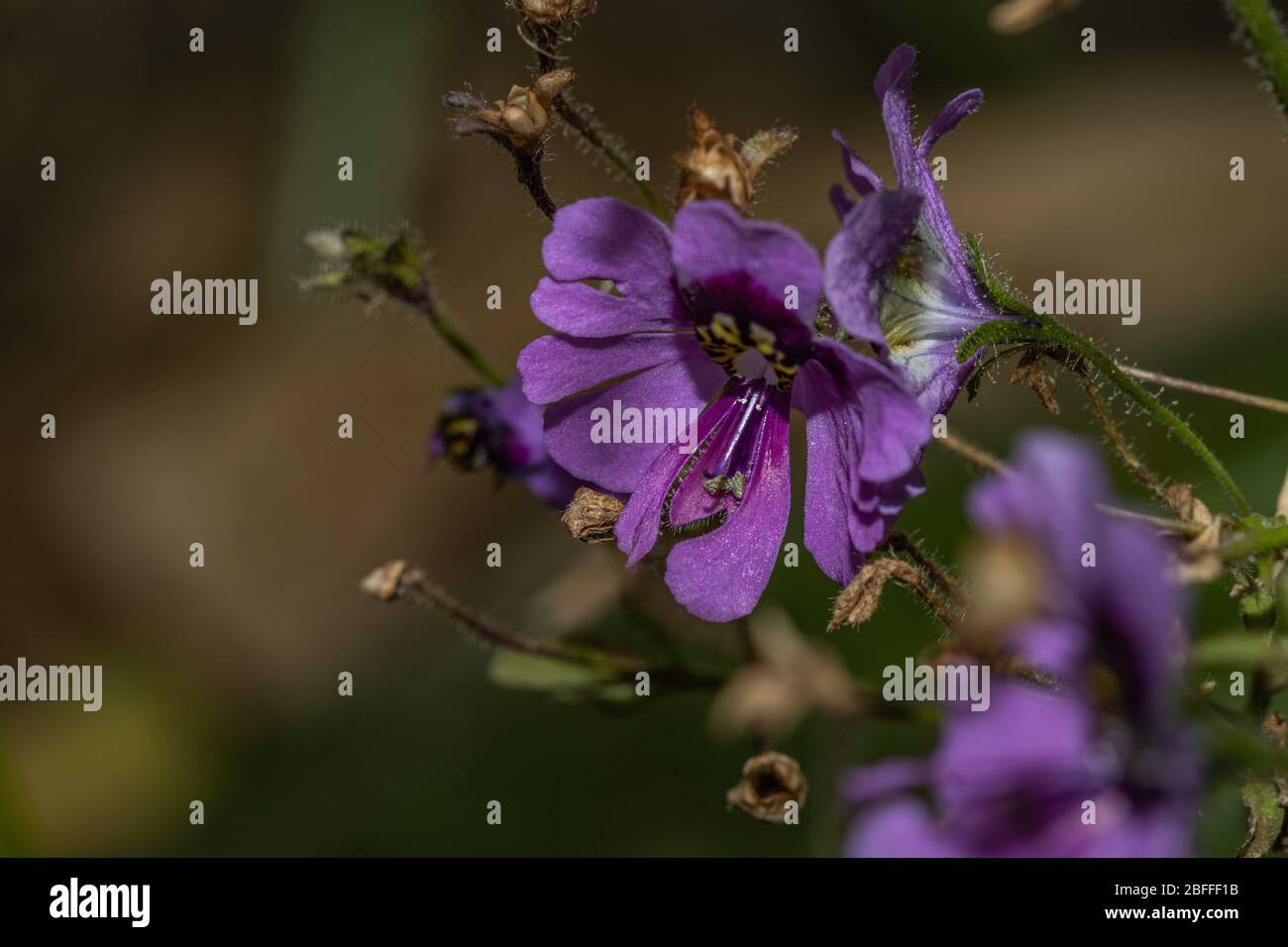 Purple Schizanthus flower in close-up Stock Photo