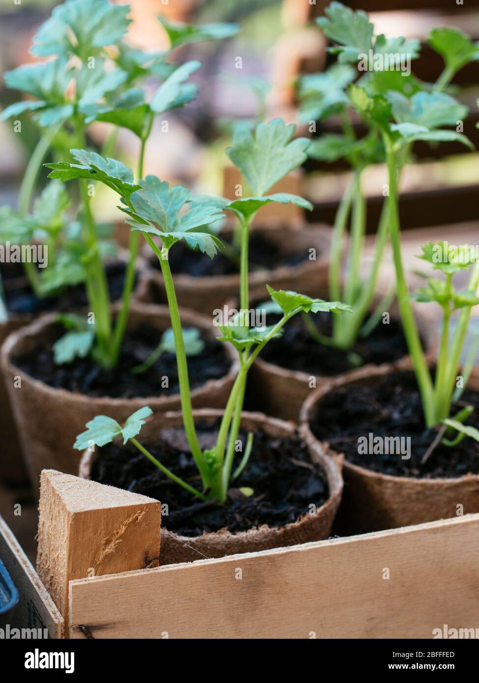 Celeriac seedlings biodegradable peat planting pots Stock Photo