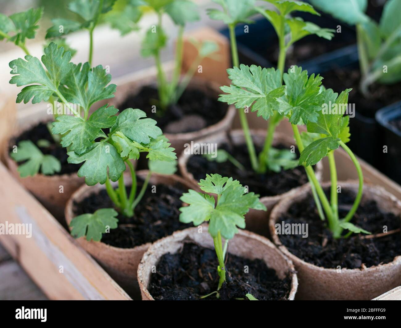 Celeriac seedlings biodegradable peat planting pots Stock Photo