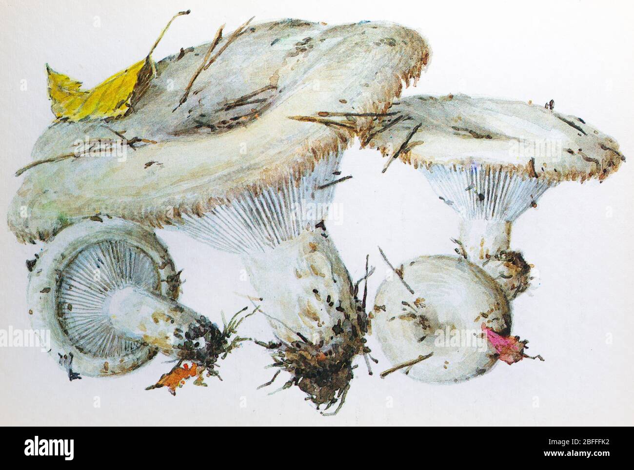 Lactarius resimus mushroom Stock Photo - Alamy