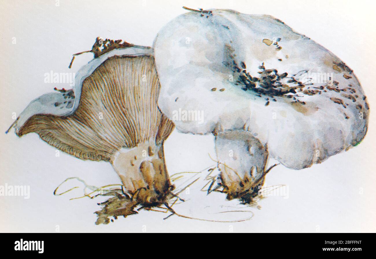 Lactifluus vellereus, Lactarius vellereus, fleecy milk-cap mushroom Stock Photo