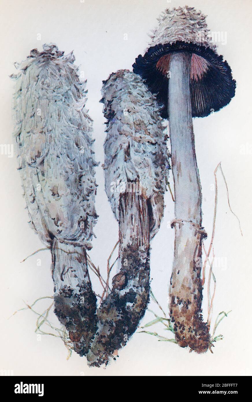 Coprinus comatus, shaggy ink cap, lawyer's wig, shaggy mane mushroom Stock Photo