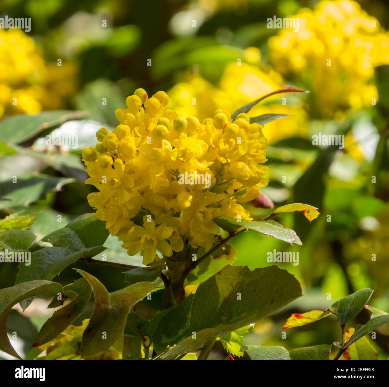Oregon grape spring bloom. Yellow flowers and green leaves. Stock Photo