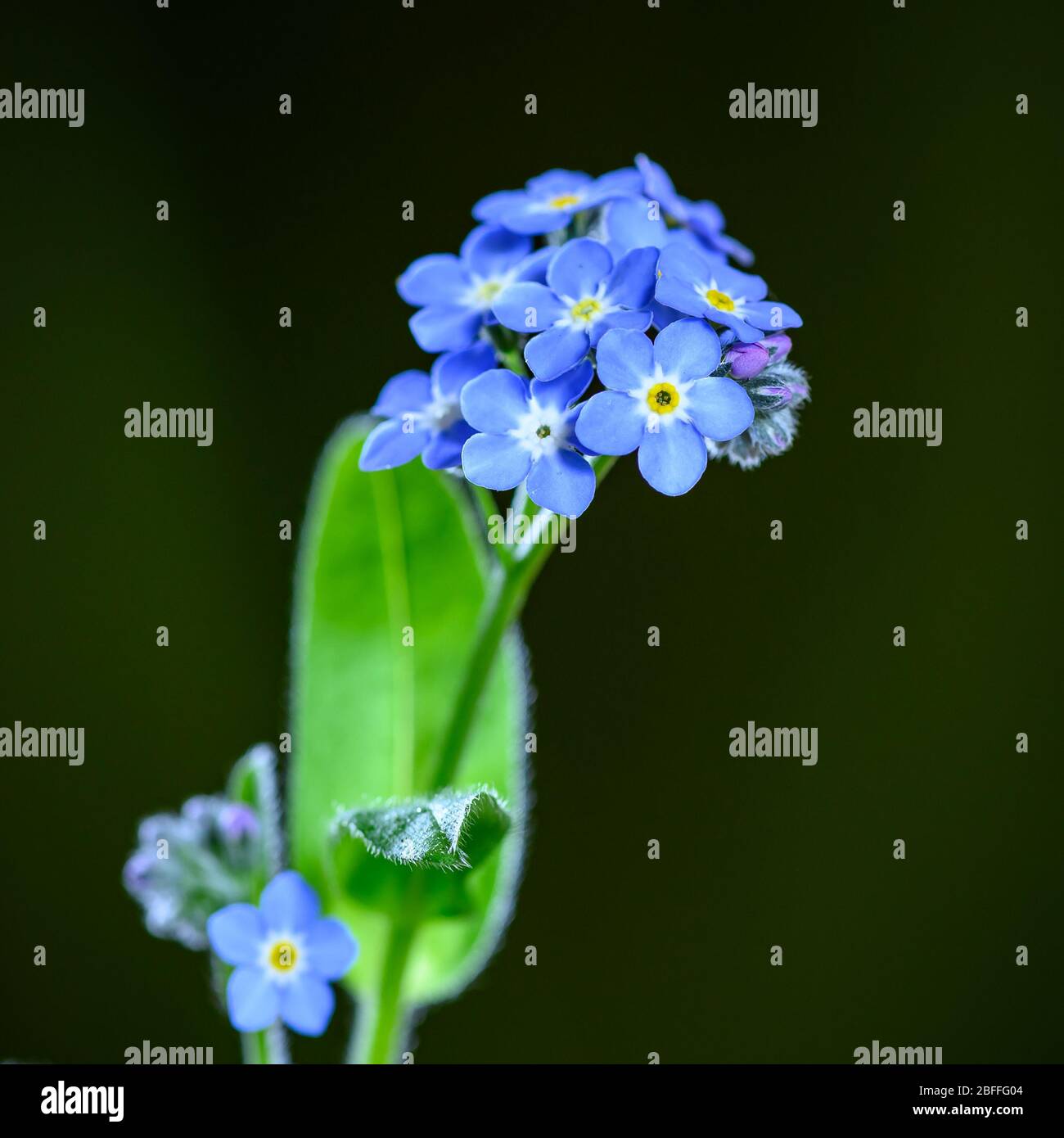 Blue Forget-me-not spring flowers Stock Photo - Alamy