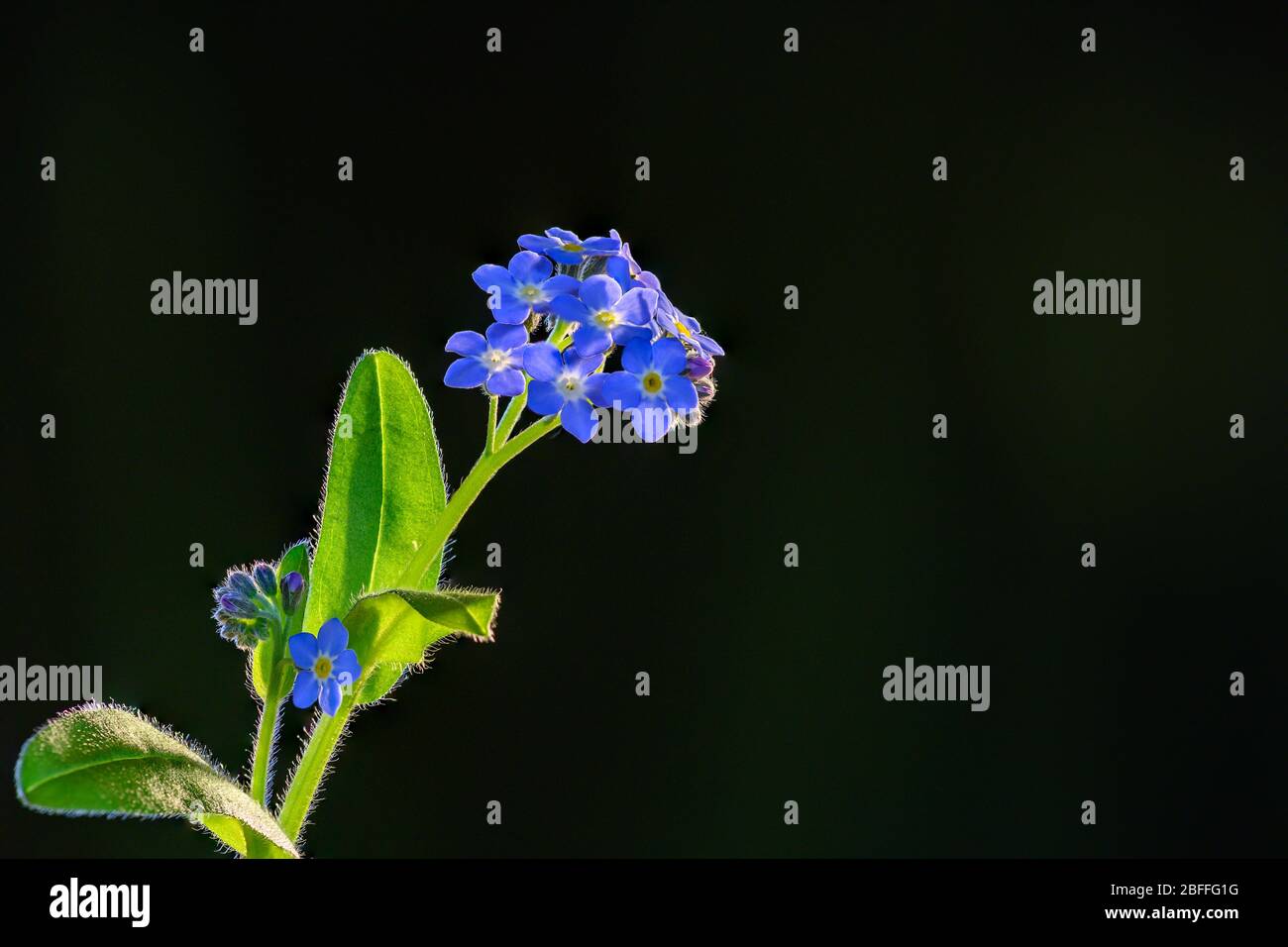 Blue Forget-me-not spring flowers Stock Photo - Alamy