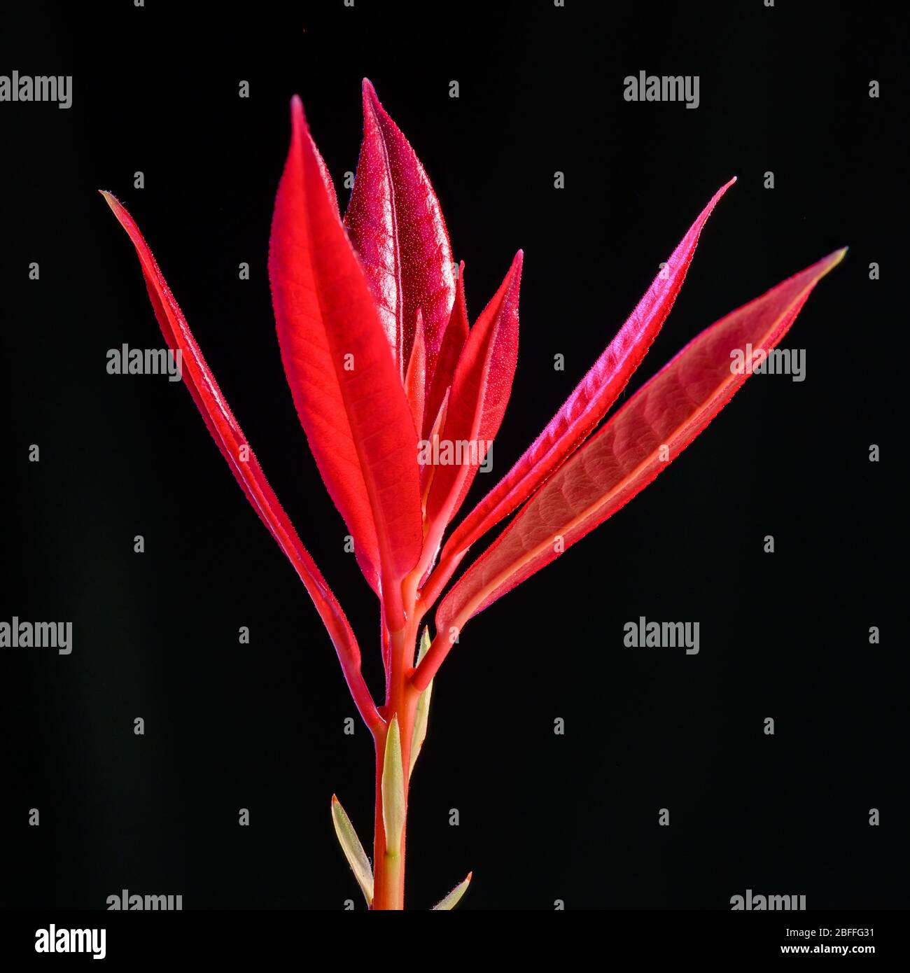 Pieris Shrub Stock Photos Pieris Shrub Stock Images Alamy