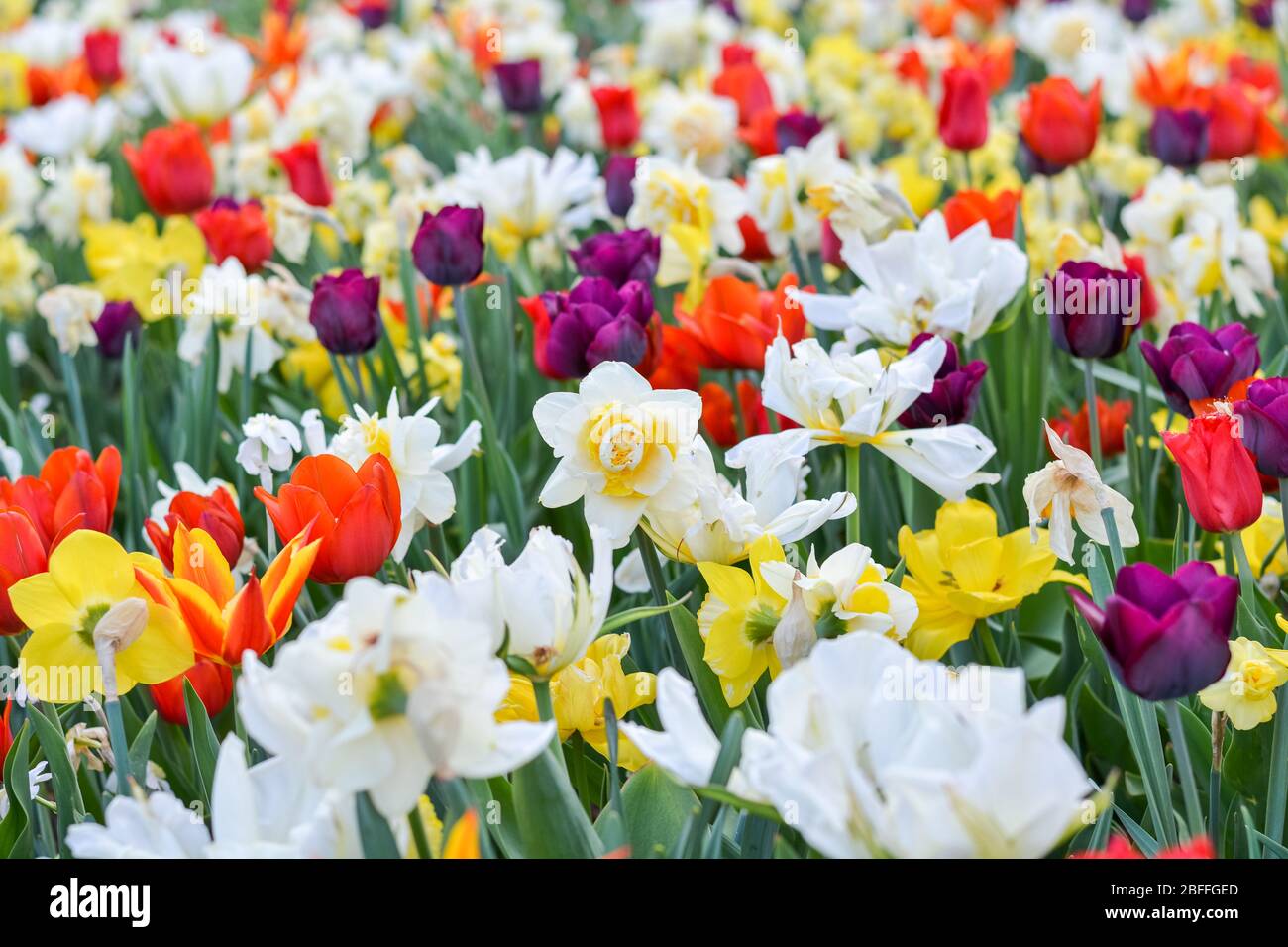 A field of different spring flowers with beautiful colours Stock Photo ...