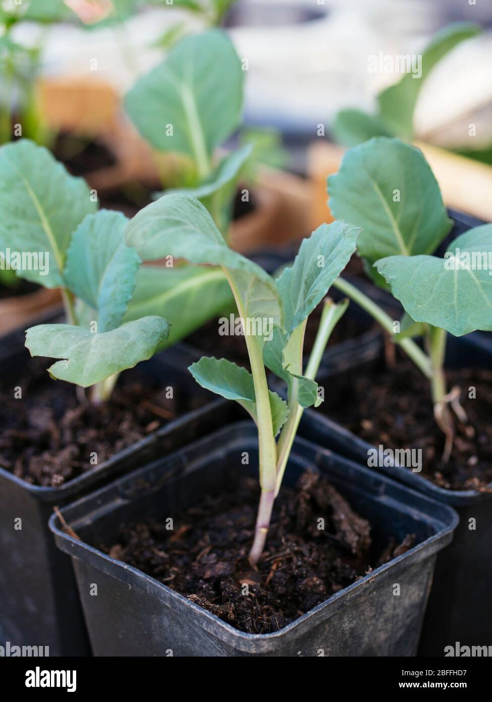 Pointed cabbage seedlings in nursery pots. Stock Photo