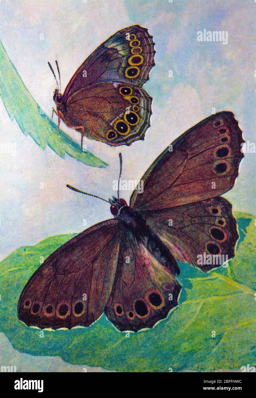 Lopinga achine, woodland brown butterfly Stock Photo