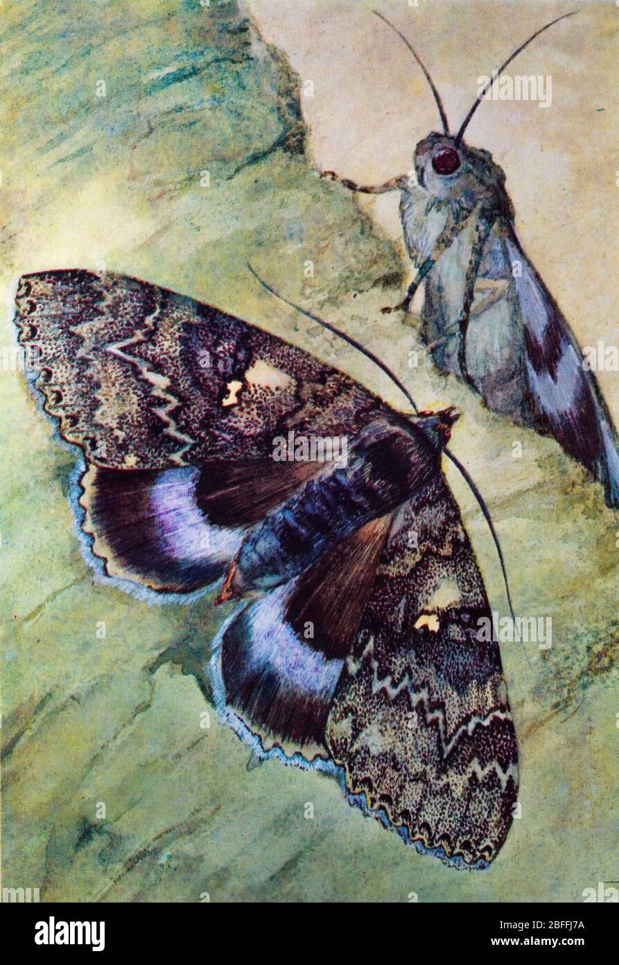 Catocala fraxini, blue underwing, Clifden nonpareil moth Stock Photo