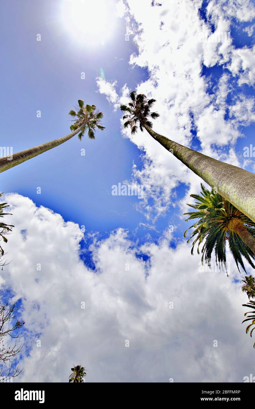 trees reaching the sky Stock Photo - Alamy