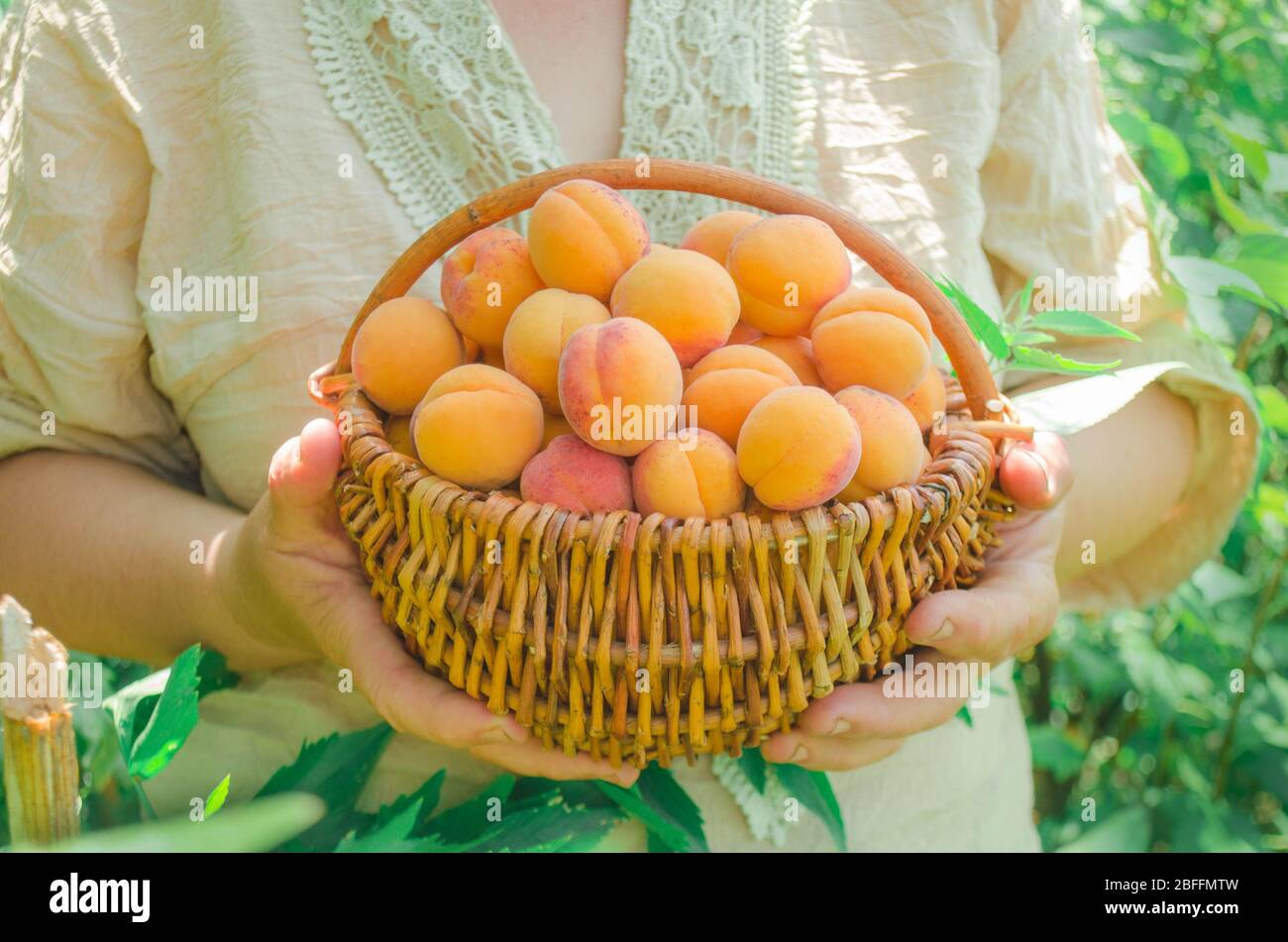 Сбор абрикосов. К чему снятся персики. Абрикос харкот (4 года). Во сне собирала абрикосы. Во сне собирала абрикосы.