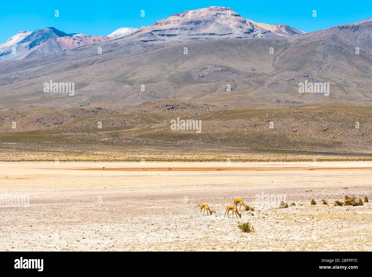 Three vicuna (Vicugna vicugna) in a valley of the Andes mountains, Uyuni Salt Flat region, Bolivia. Stock Photo
