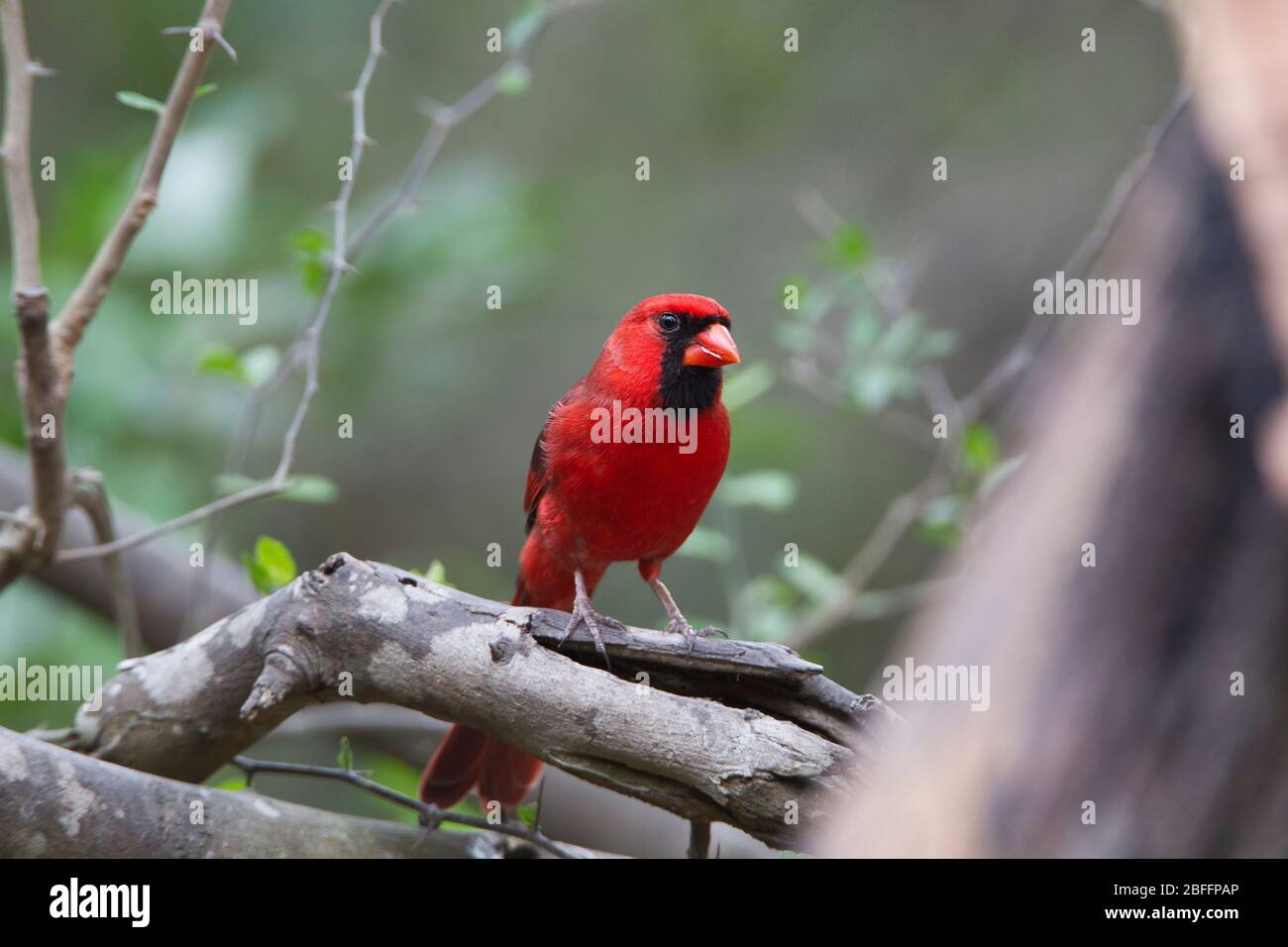 Male Northern Cardinal, Cardinalis Cardinalis, perched in a wood, Weslaco, Texas, USA Stock Photo