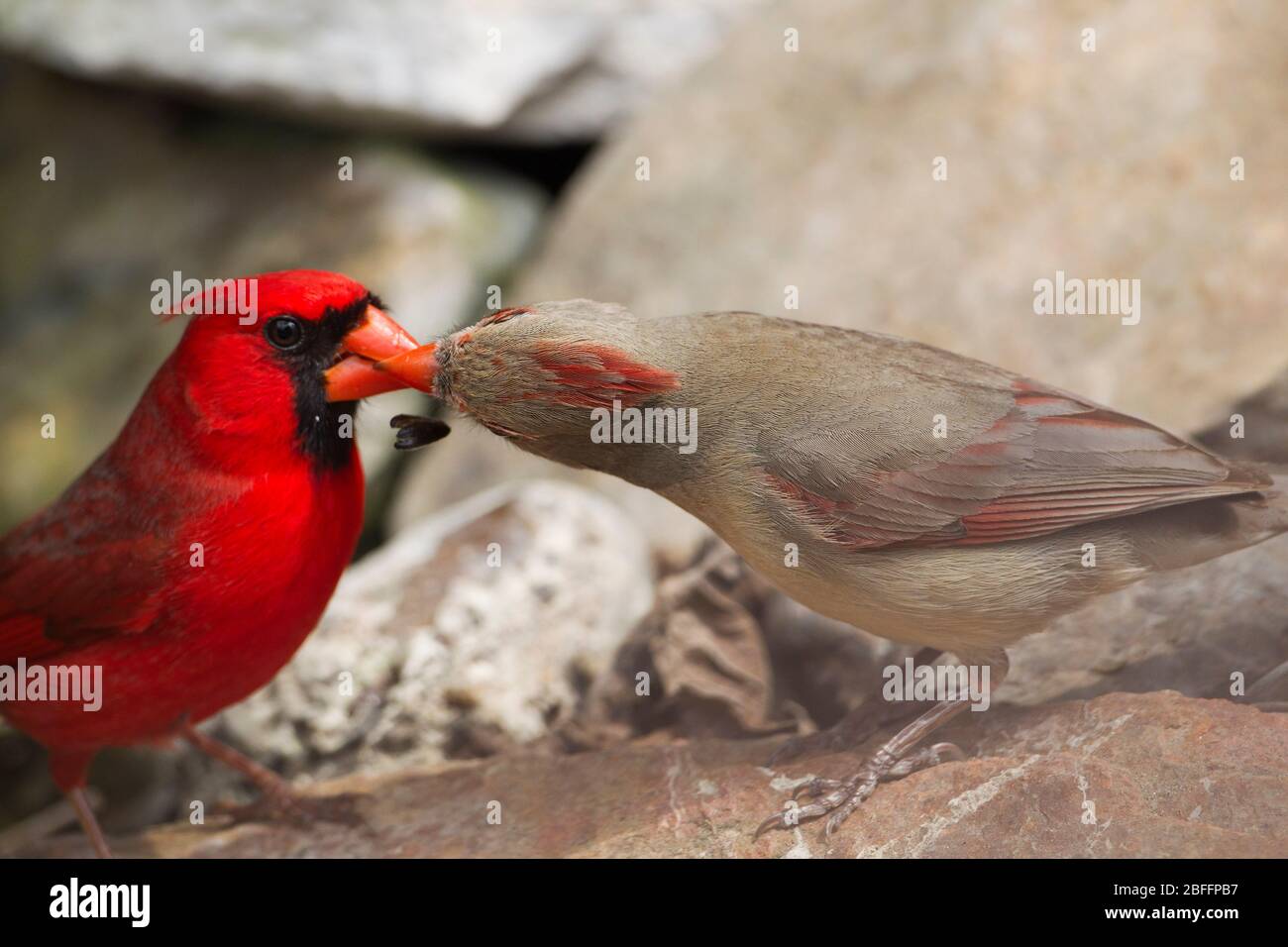 Northern Cardinal male, Cardinalis Cardinalis, feeding female during courtship, Texas, USA Stock Photo