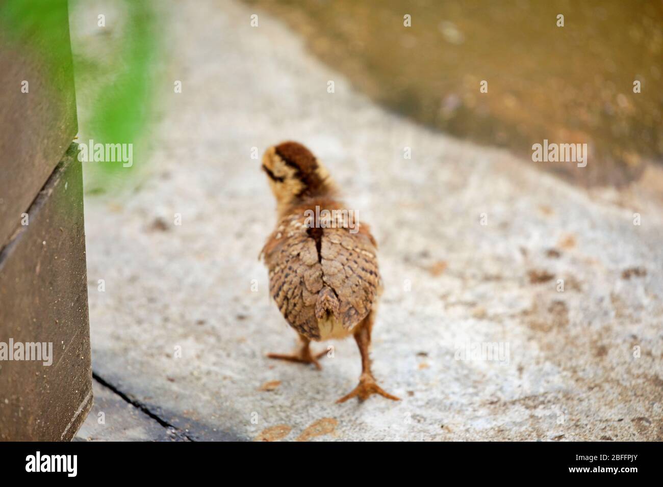 Strolling chicken hi-res stock photography and images - Alamy