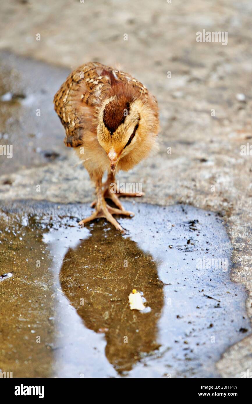Strolling chicken hi-res stock photography and images - Alamy