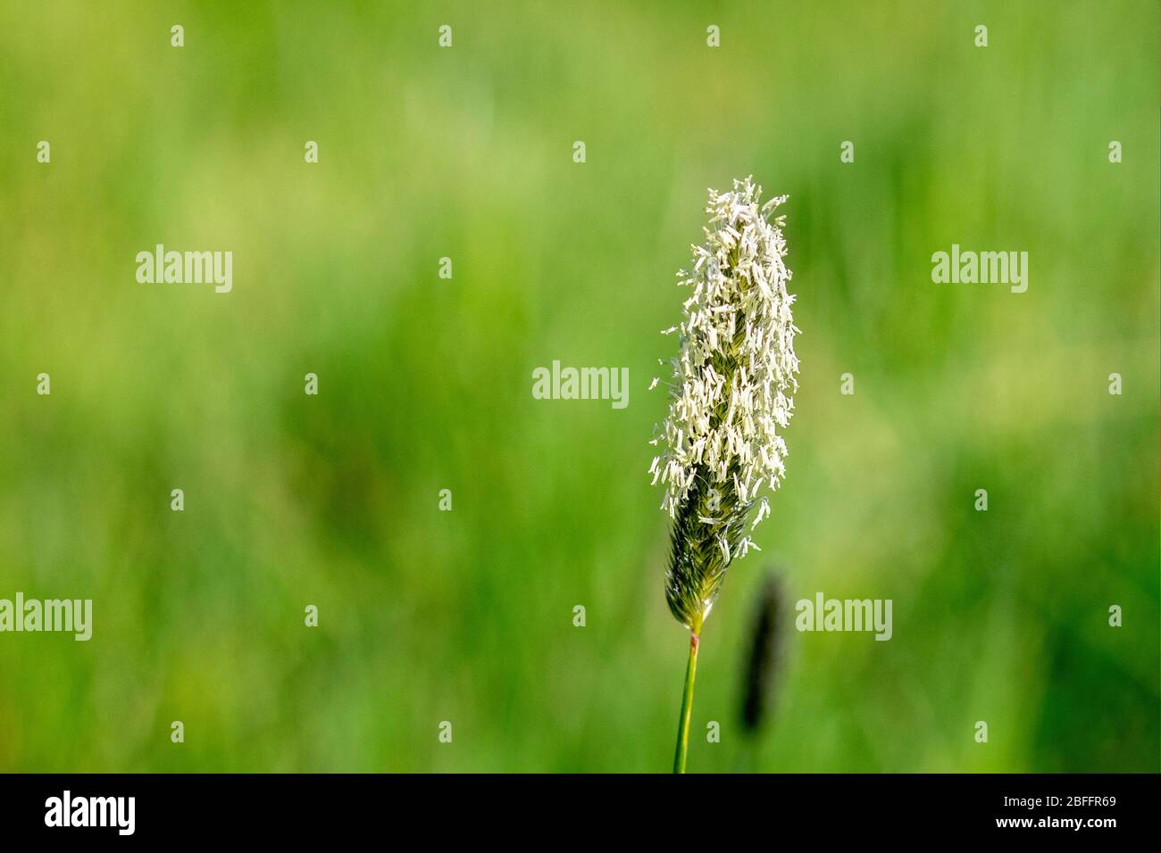 Flowering head of Meadow Foxtail grass against green background Stock Photo
