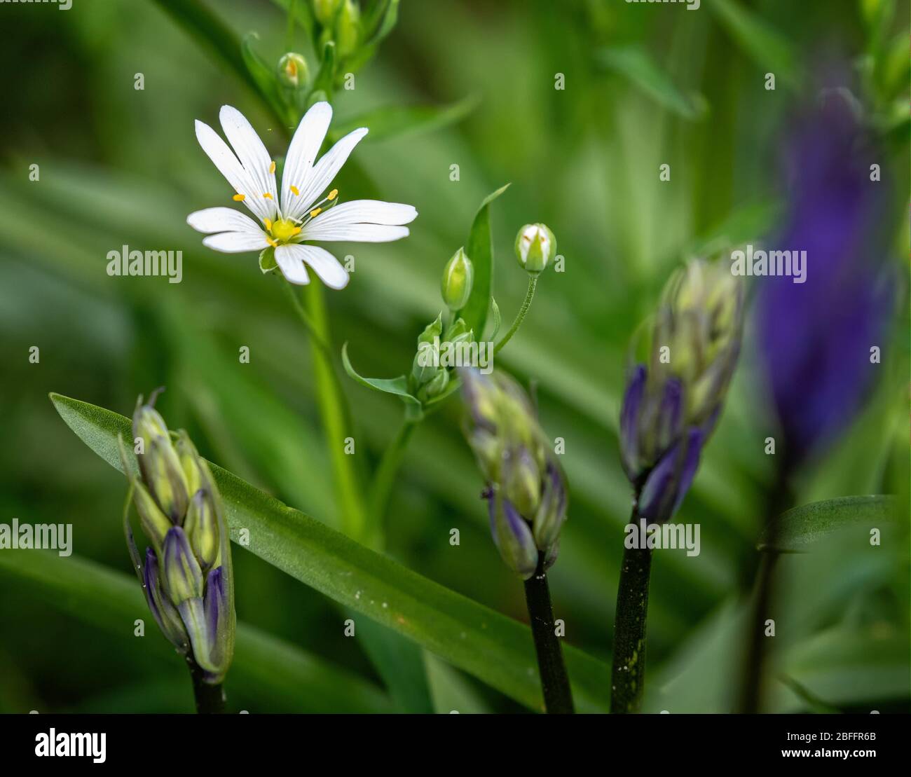 Common Stitchwort High Resolution Stock Photography and Images - Alamy