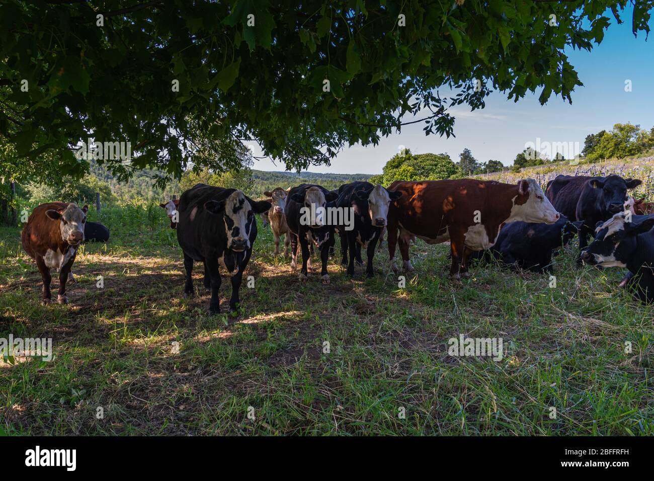 Heard of Cattle on farm hill Stock Photo