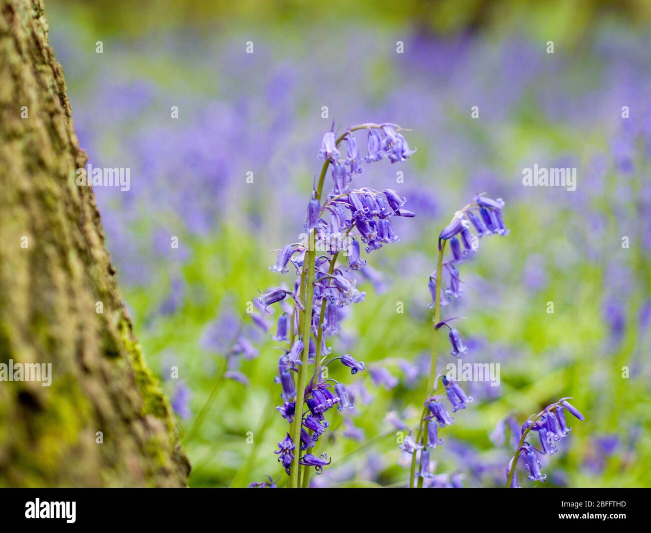 Close up of English bluebells in English woodland at Grangewood Park, East Hunsbury, Northampton, UK Stock Photo