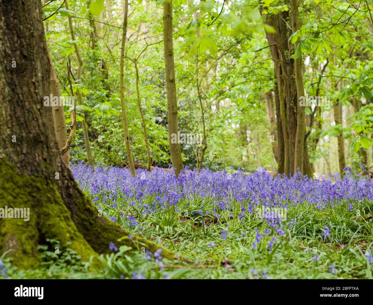 Stunning view of English bluebells in English woodland at Grangewood Park, East Hunsbury