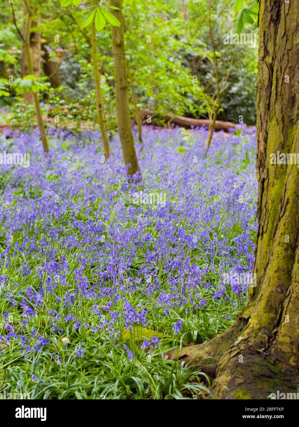 Stunning view of English bluebells in English woodland at Grangewood Park, East Hunsbury