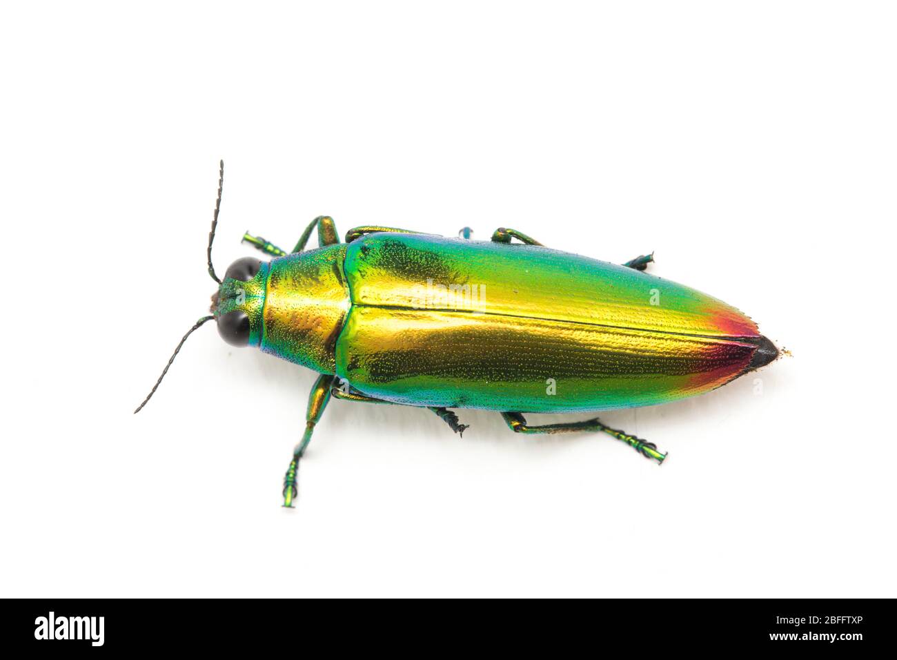 Chrysochroa fulminans nishiyamai hires stock photography and images