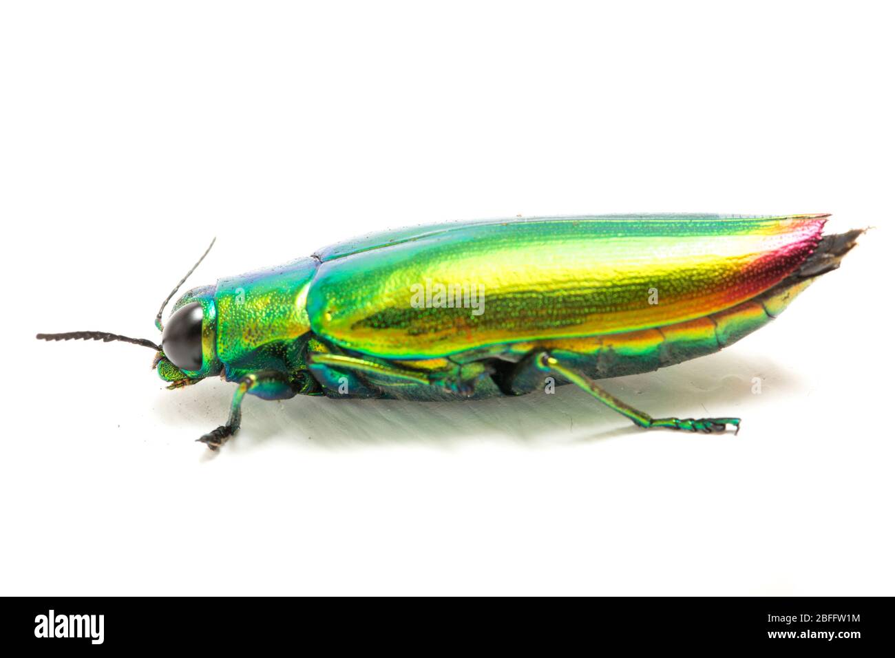 Lot of 20 Iridescent Jewel Beetle Chrysochroa fulminans fulminans Fast from USA Lot of 20 Iridescent Jewel Beetle Chrysochroa fulminans fulminans Fast from USA