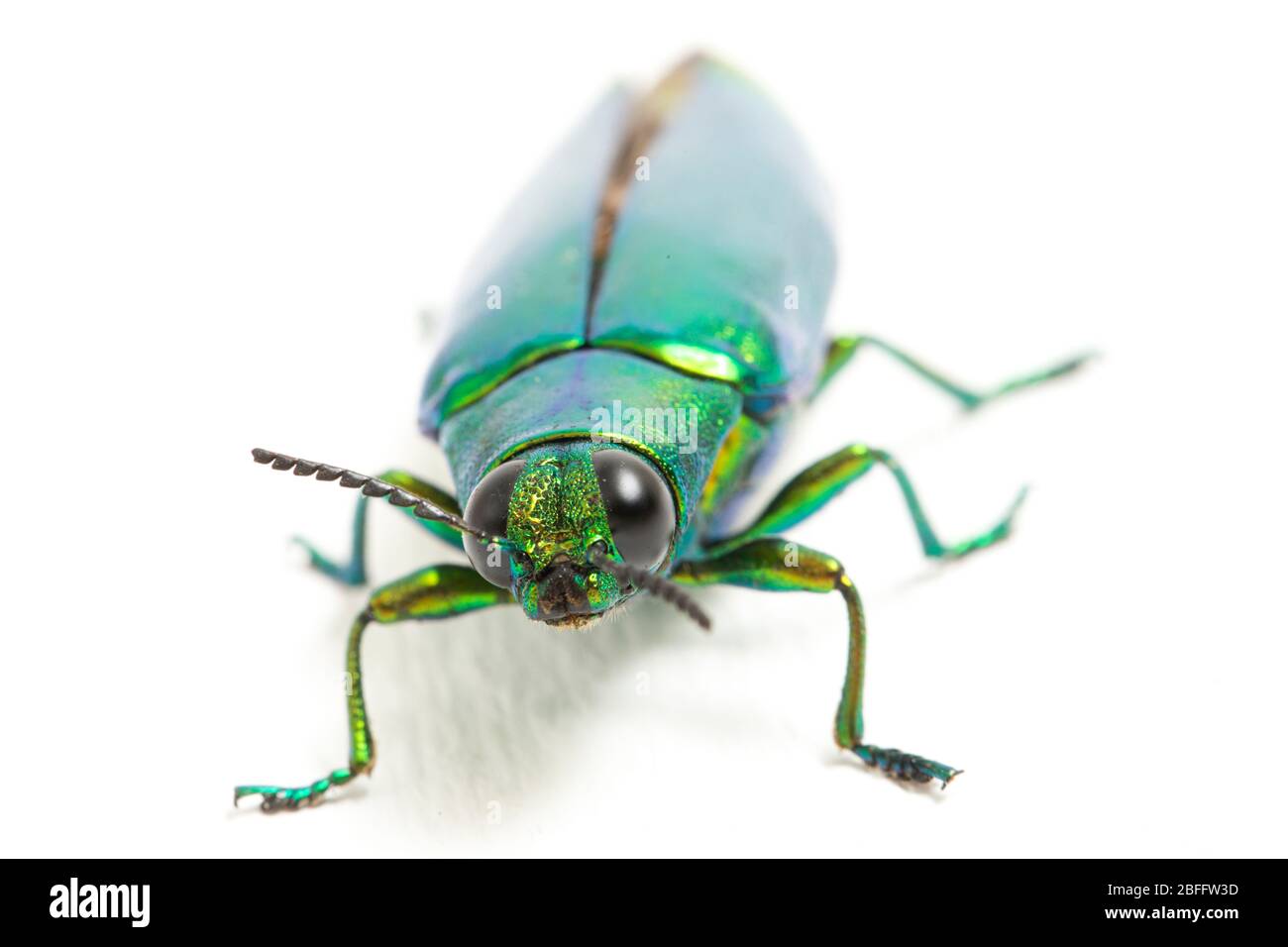 Chrysochroa fulminans nishiyamai hires stock photography and images